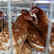 
Malaysia cuts chicken exports as food nationalism spreads across Asia
