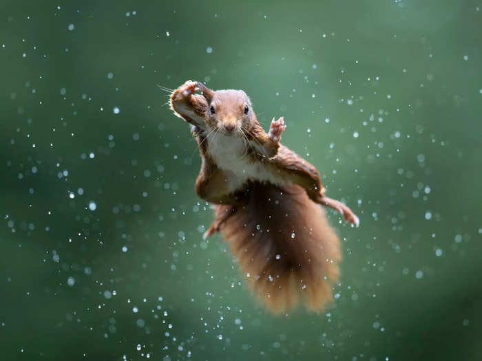 Alex Pansier captured a red squirrel mid-jump in "Jumping Jack."