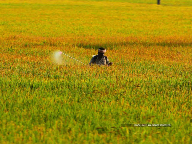 
Rabi crop prospects good on excess rainfall post monsoon: CRISIL
