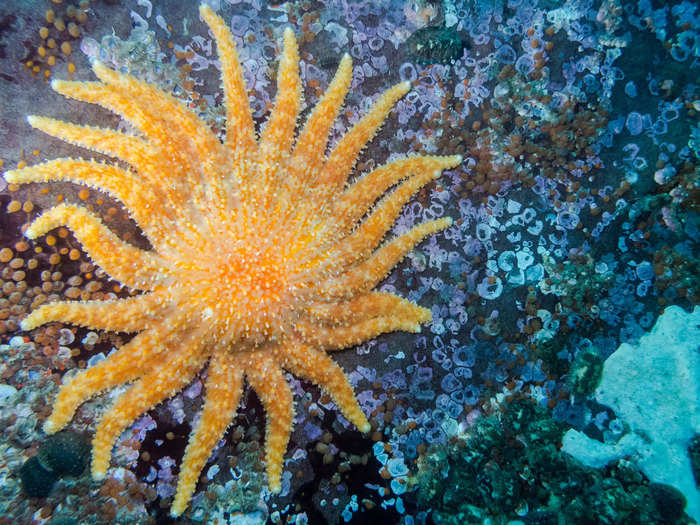 Sunflower sea stars are among the largest sea stars in the world and can grow to be 3 feet across.