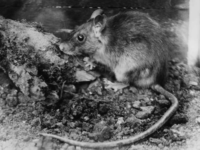 About 250 years ago, the Norwegian rat — also known as the brown rat, the alley rat or the sewer rat — arrived in America on ships from Europe. No one knows when the first rat made it ashore, but experts are fairly sure they came during the American Revolution.